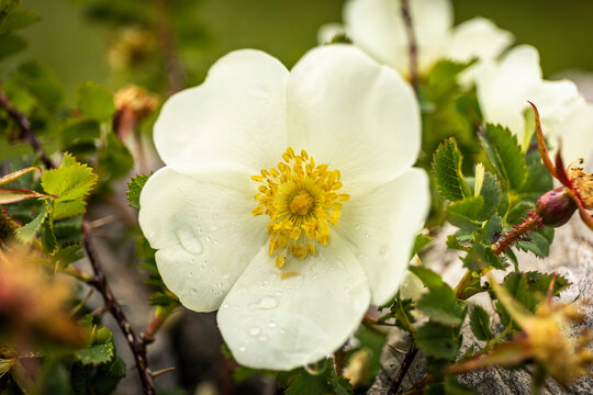 White wild rose with dew drops