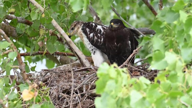 Ferruginous Hawk nest