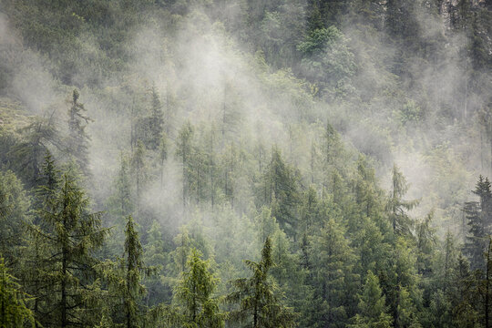 Fog over larch forest