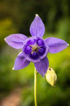 Common columbine (Aquilegia vulgaris) growing in mountain meadow