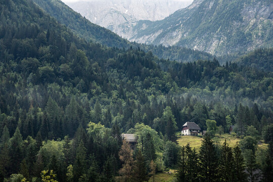 Forest in valley in mountain landscape