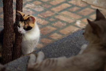 Dois gatos abandonados em um cemitério.