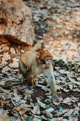 Little monkey walking