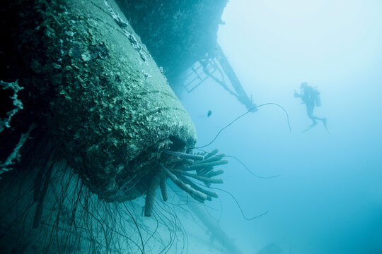 Coral growing on underwater reef