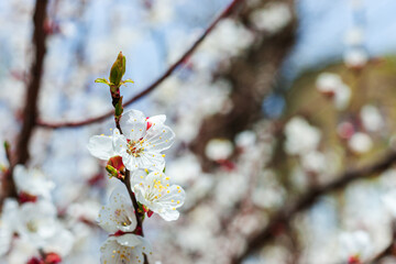 blooming cherry tree or prunus closeup. springtime greeting card. space. spring and easter concept