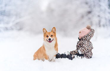 Welsh corgi pembroke dog and little baby sitting in the snow