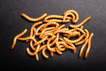 Group of golden mealworms viewed from above moving on a dark background, Tenebrio molitor