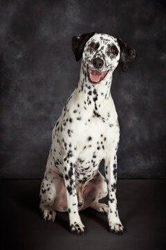 Studio portrait of dalmatian dog looking at camera
