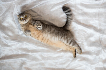 Funny fat cat lies on his back on a white blanket and pulls his paws up
