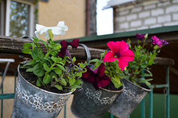 Petunias with beautiful purple, blue, white flowers in pots hanging on the railing on the terrace. Spring.Blur