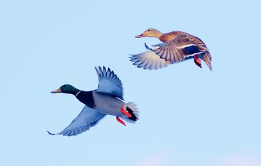 Pair of mallards in flight