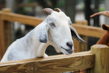 Fototapeta premium Portrait of a white goat 