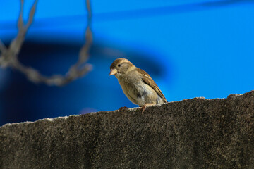 PASSARO EM CIMA DO MURO