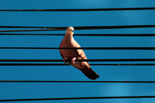 PASSAROS EM FIOS DE ENERGIA ELETRICA. 