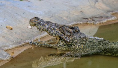 Crocodile Basking 