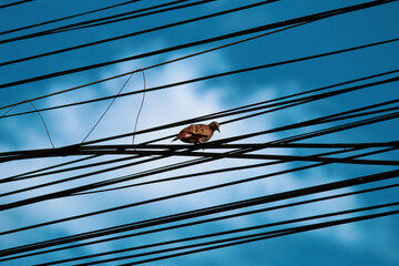 PASSAROS EM FIOS DE ENERGIA ELETRICA. 