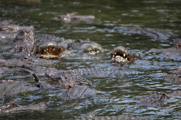 Feeding frenzy of alligators in the water 