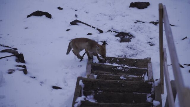 Wild red fox looking for food, coming close on wooden stairs. Clip. Beautiful animal, young fox on a winter snowy mountain slope. 