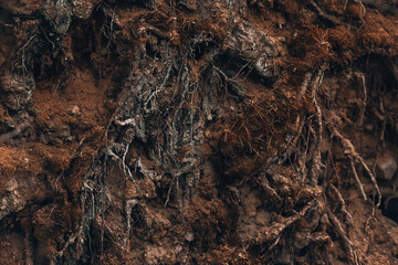 Fototapeta na wymiar Tree roots. Beautiful roots of an old tree close-up. Section of soil with roots and sand. Gloomy background with roots.