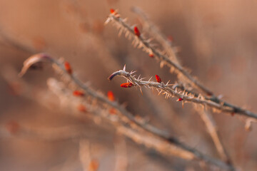 Thorny branch, wild rose. Close-up of a branch of wild rose on a warm background