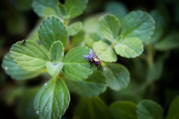 MOSCA EM UMA PLANTA
