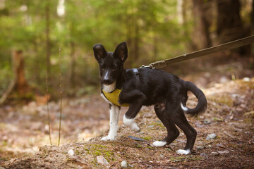 Small black puppy in a yellow harness on a leash while walking in the park
