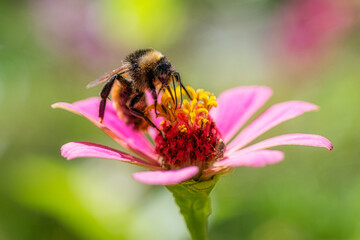 Landing Bee