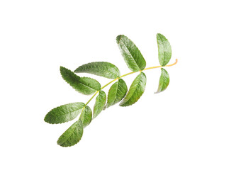 Obraz premium Green rowan branch isolated on white background