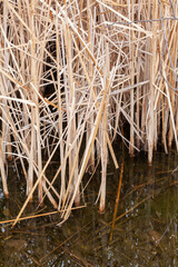 reeds in the water fall