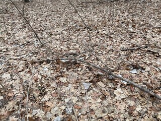 autumn leaves on the ground