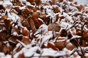 Closeup of dry leaves covered with snow