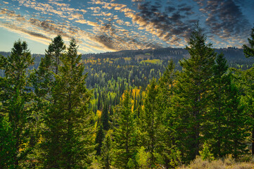 Mesmerizing shot of a beautiful dense forest under a cloudy day © Dalton Overlin/Wirestock