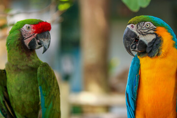 two parrots on a branch / macaw