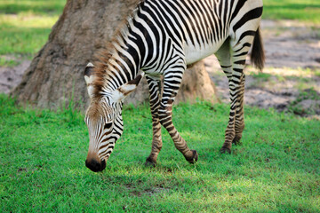 Baby zebra eating grass