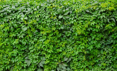 Living green hedge, wall of climbing plants