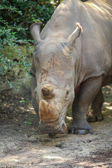 Naklejka premium rhino in the wild