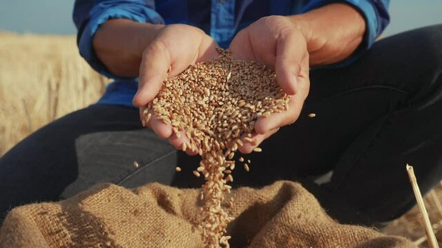 agriculture. farmer hands inspect grain in bag of wheat an old sack in the field. harvesting agriculture. farmer sorting grain a farm sack of wheat harvesting business in agriculture