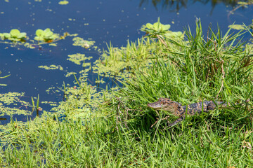Young alligator in the grass