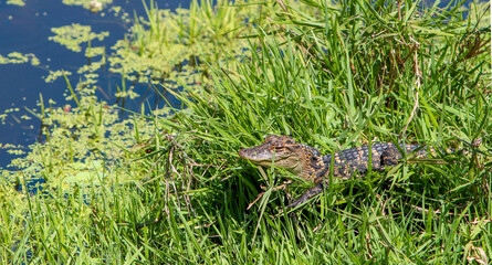 Young alligator in the grass