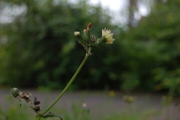 naturaleza gris