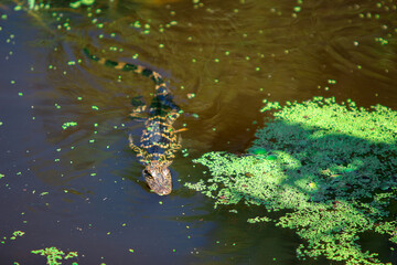 Alligator swimming in the water
