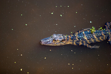 alligator in the everglades