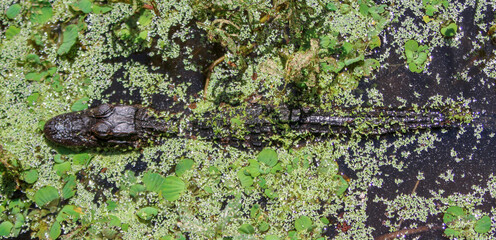 Alligator in the lilies 