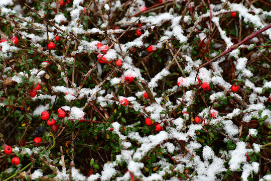Closeup of ripe berries of small-leaved cotoneaster covered with snow, England, UK