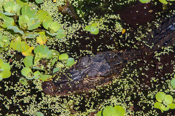 close up of aligator