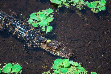 small baby alligator in the water