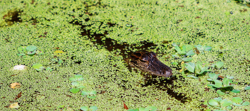 Alligator in the wetlands - Powered by Adobe
