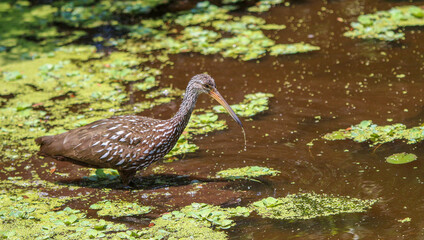 Limpkin in the water 