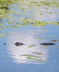 Florida Alligator swimming in the water 