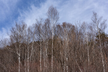 長く伸びた白樺と空に広がる筋雲